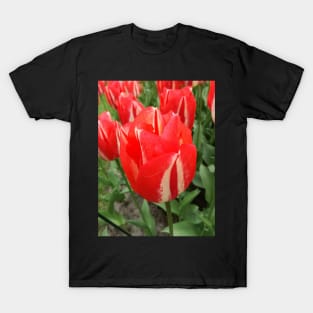 Red, in all its glory T-Shirt